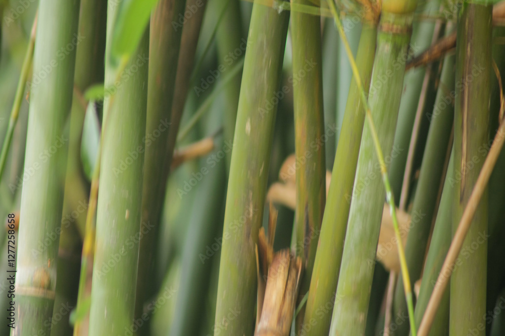 Fototapeta premium green bamboo tree in a garden. bamboo forest background 