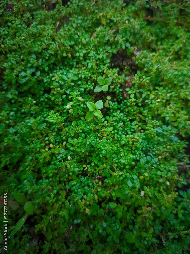 Pilea microphylla also known as katumpangan is a perennial plant native to Florida , Mexico , the West Indies , andtropical Central and South America. Pilea microphylla also known as katumpangan is a perennial plant native to Florida , Mexico , the West Indies , andtropical Central and South America.