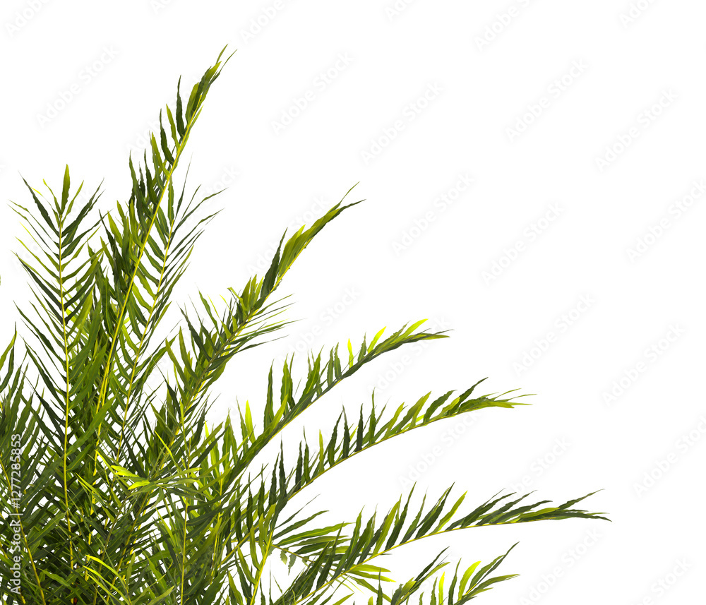 fern branch isolated transparent background. PNG fern leaves isolated transparent. fern plant isolated white. Blechnum Gibbum. Silver Lady, Dwarf Tree Fern. Oceaniopteris gibba. miniature tree fern. fern branch isolated transparent background. PNG fern leaves isolated transparent. fern plant isolated white. Blechnum Gibbum. Silver Lady, Dwarf Tree Fern. Oceaniopteris gibba. miniature tree fern.