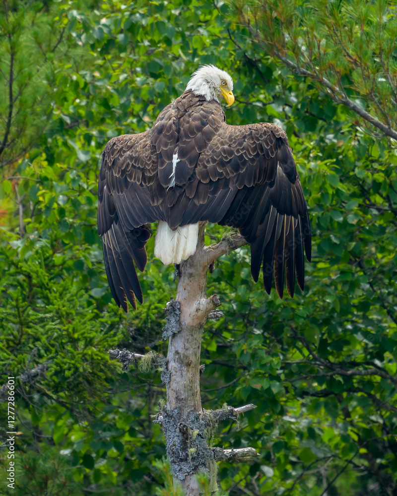 Bald eagle perched on tree with wings spread open