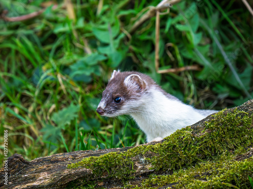 Obraz na płótnie Close-up of a Partial Ermine Stoat Head w salonie