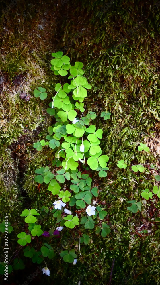 Fototapeta premium Clover patch
