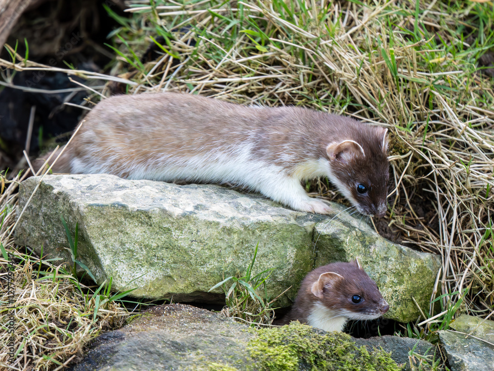 Close-up of a Partial Ermine Stoat Head