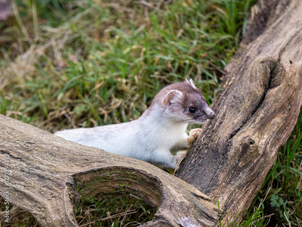 Close-up of a Partial Ermine Stoat Head