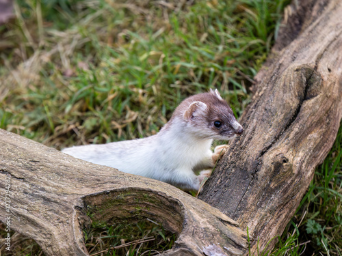 Obraz na płótnie Close-up of a Partial Ermine Stoat Head w salonie