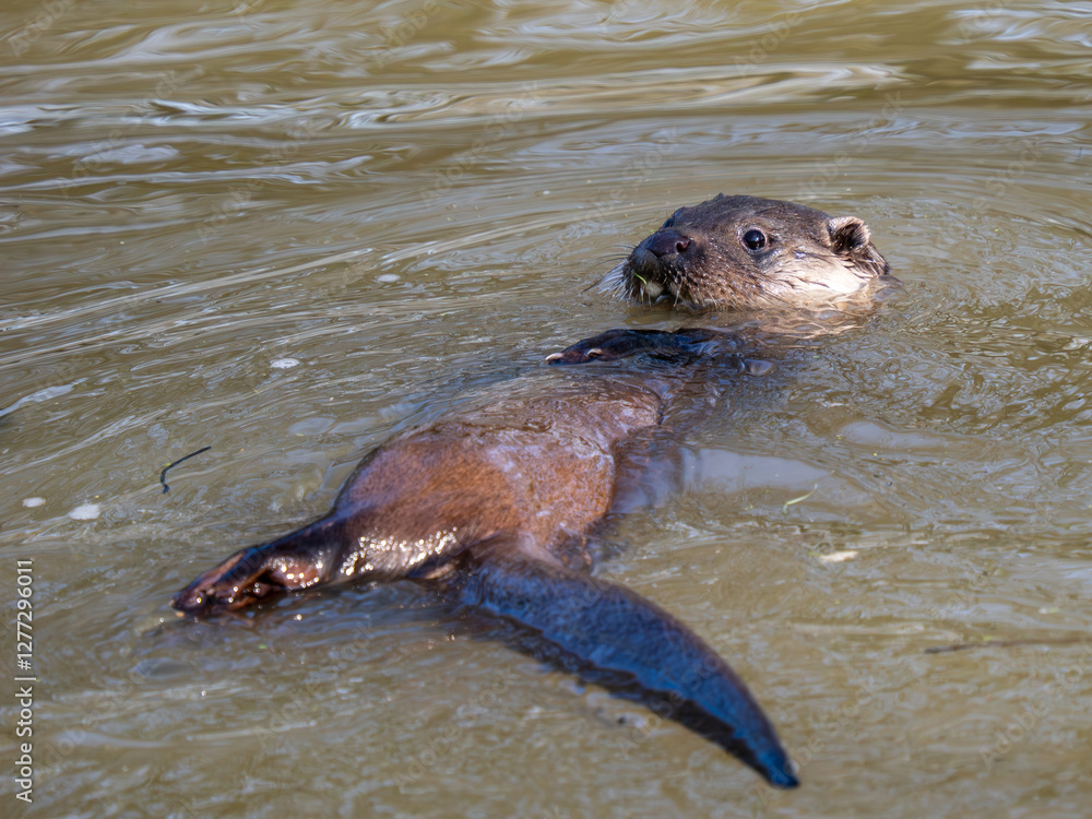 Otter Swimming on its Back in a Lake