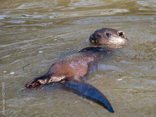 Obraz na płótnie Otter Swimming on its Back in a Lake w salonie