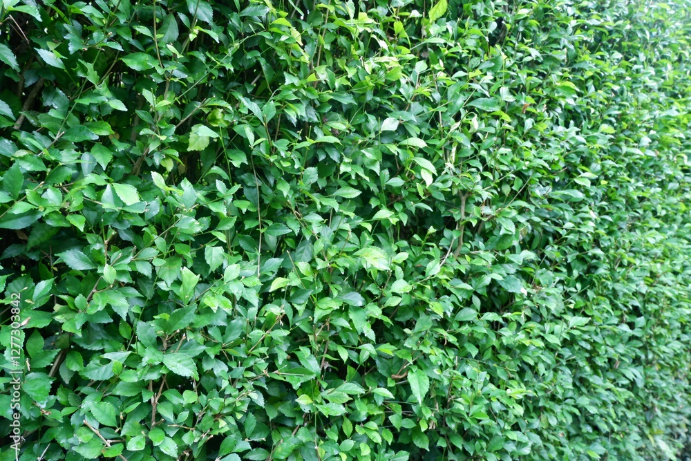 Intensely Green Hedge Wall Texture. Perfect for creating a natural and vibrant backdrop in your design projects. High-resolution image for versatile use. Intensely Green Hedge Wall Texture. Perfect for creating a natural and vibrant backdrop in your design projects. High-resolution image for versatile use.