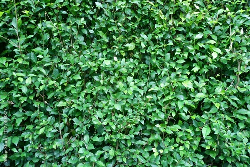 Wallpaper Mural Intensely Green Hedge Wall Texture. Perfect for creating a natural and vibrant backdrop in your design projects. High-resolution image for versatile use. Torontodigital.ca