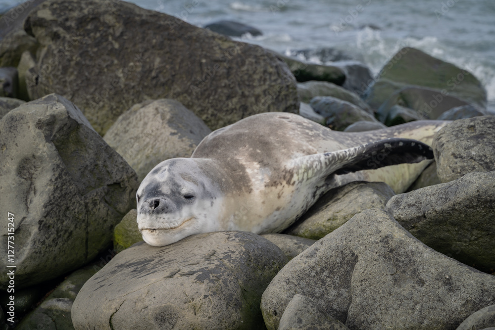 Fototapeta premium leopard seal resting on rocks in Antarctica