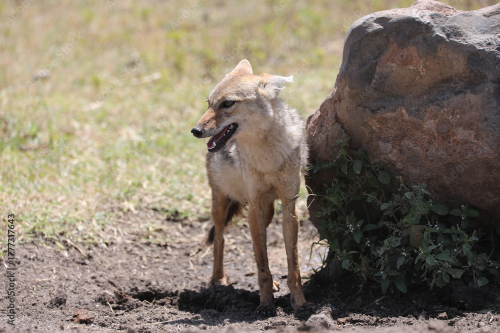 A black-backed jackal rests on the golden savannah of the Serengeti, Tanzania. A black-backed jackal rests on the golden savannah of the Serengeti, Tanzania.