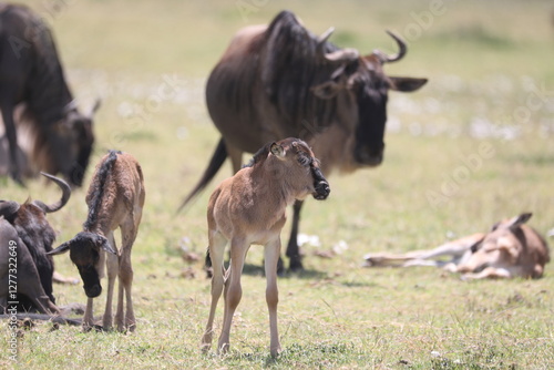 Photography a baby wildebeest and her mother, a herd of wildebeest in the savannah of Sereng
