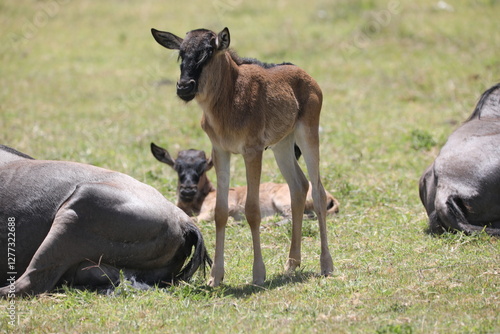 Canvas Print a baby wildebeest and her mother, a herd of wildebeest in the savannah of Sereng