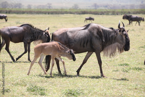 Canvas Print a baby wildebeest and her mother, a herd of wildebeest in the savannah of Sereng