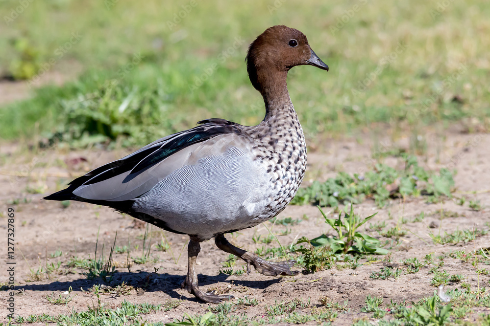 Male Australian Wood Duck Standing in Grass Male Australian Wood Duck Standing in Grass