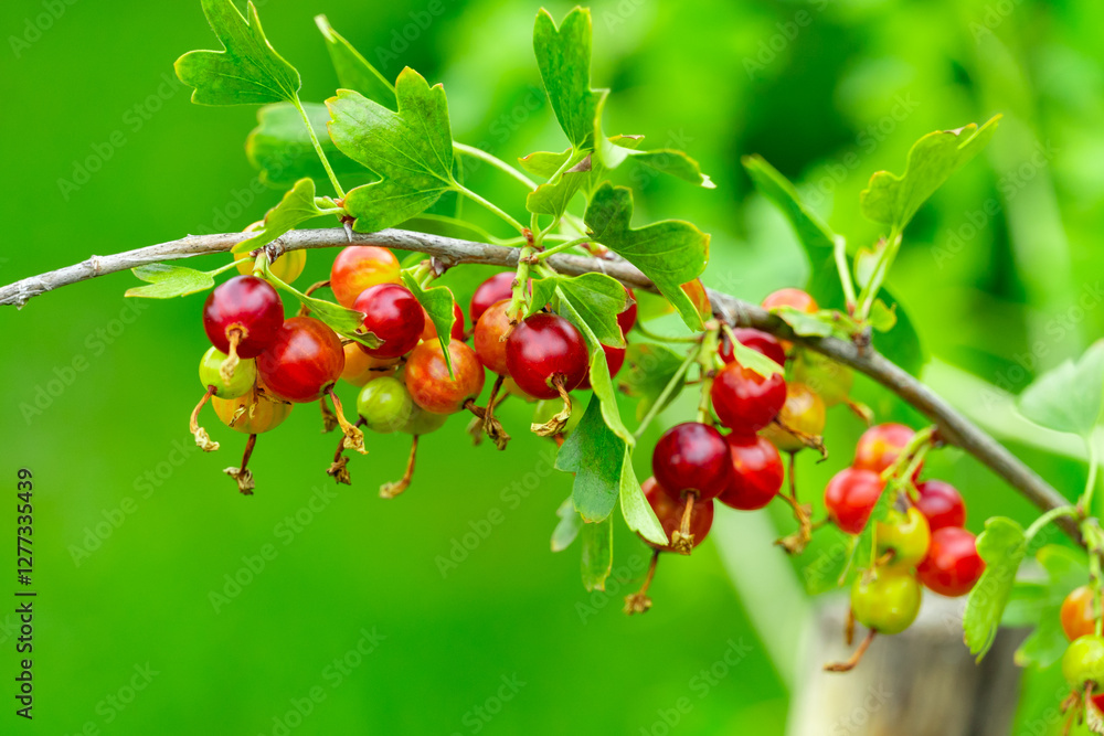 Fresh currants hanging from a branch in a vibrant garden Fresh currants hanging from a branch in a vibrant garden