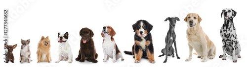 Canvas Print Adorable dogs of different sizes in row on white background, from smallest to la