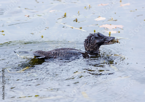 Musk Duck with Yabbie Prey photo