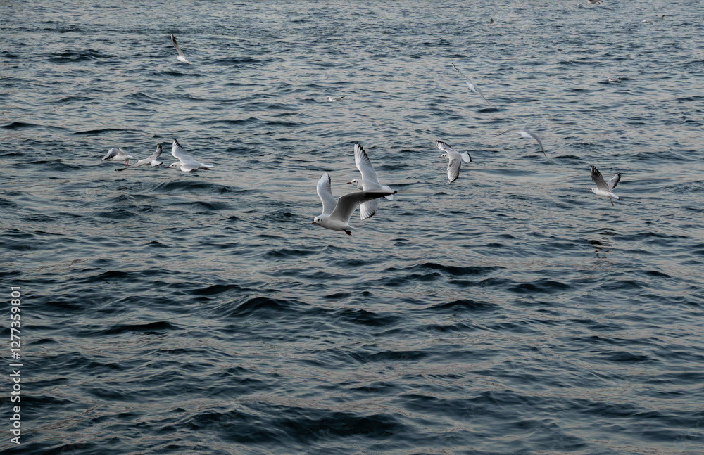 Fototapeta premium seagulls in flight