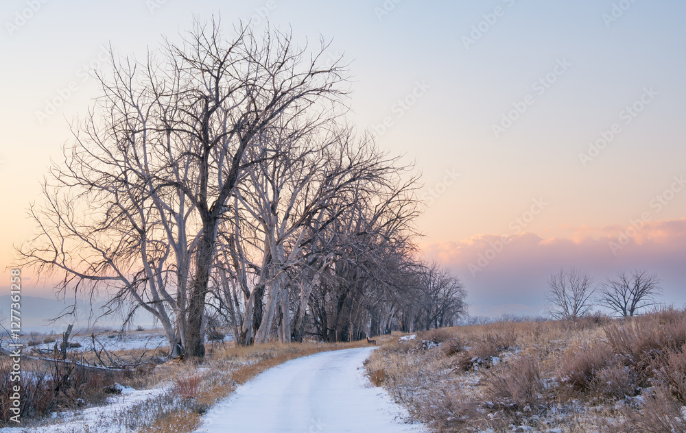 Bare Trees Lining a Snow Covered Trail at Dusk Bare Trees Lining a Snow Covered Trail at Dusk