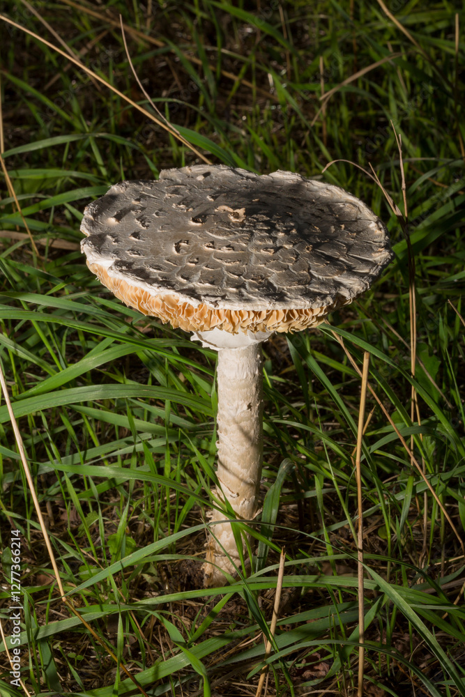 Macrolepiota procera, the parasol mushroom, is a basidiomycete fungus with a large, prominent fruiting body resembling a parasol. Macrolepiota procera, the parasol mushroom, is a basidiomycete fungus with a large, prominent fruiting body resembling a parasol.