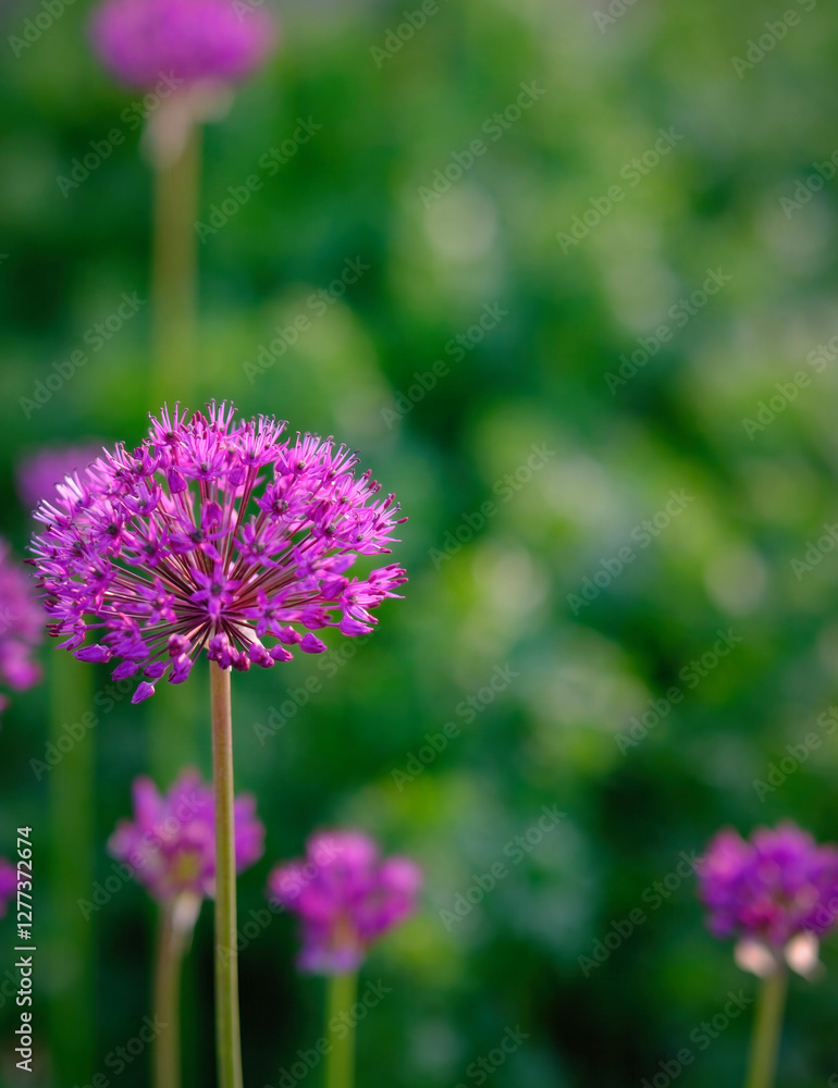 Closeup of pink purple allium flower against blurry green background. Outside in nature garden. Ready for your meme, text copy, messages, and marketing. Closeup of pink purple allium flower against blurry green background. Outside in nature garden. Ready for your meme, text copy, messages, and marketing.
