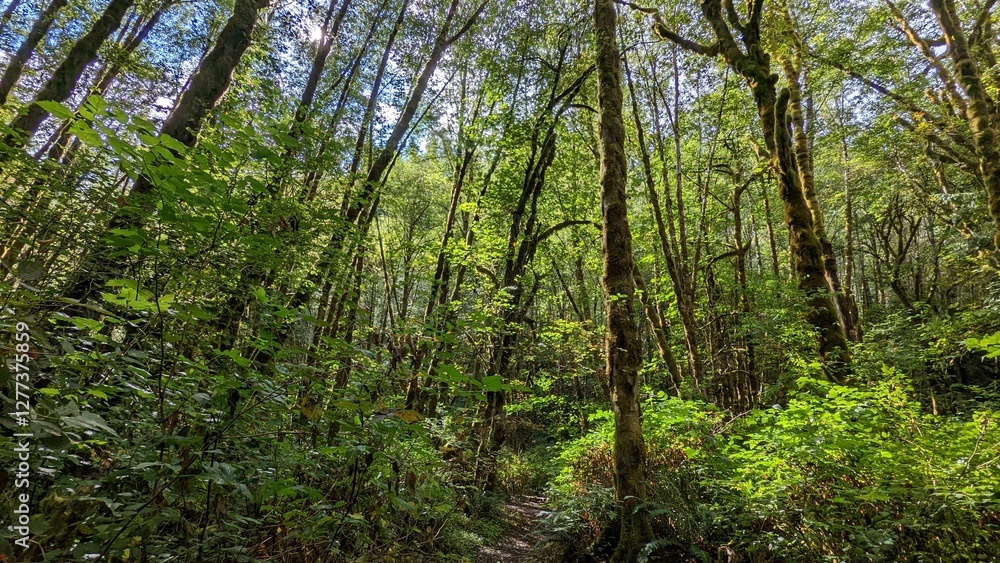 Trees in the forest full of green leaves with moss on their trunks and foliage and sunshine peaking through Trees in the forest full of green leaves with moss on their trunks and foliage and sunshine peaking through