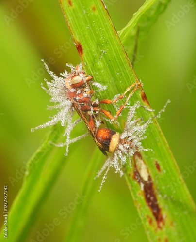 Paper Wasp infected by Cordyceps fungus
