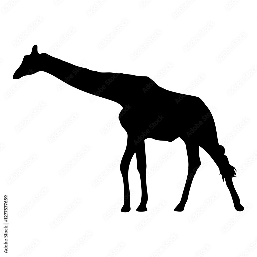 Obraz premium giraffe silhouette with long neck