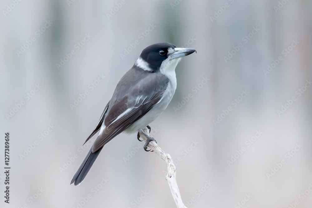 Grey Butcherbird on a Perch with Soft Background Grey Butcherbird on a Perch with Soft Background