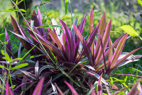 This leaves are purple and green color, Tradescantia spathacea