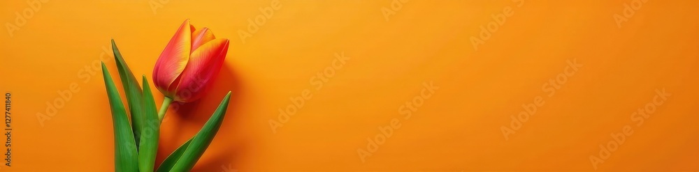 Fototapeta premium A single orange tulip on an orange and green leafy background, leafy, spring, floral arrangement