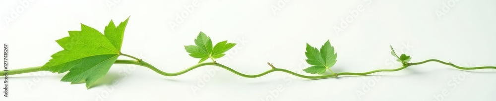 Single vine leaf against a contrasting white background, unique, foliage Single vine leaf against a contrasting white background, unique, foliage