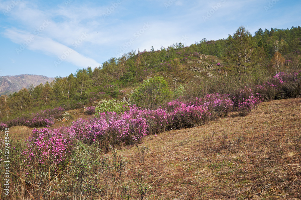 Obraz premium Rhododendron dauricum flowers in Altai in spring season.