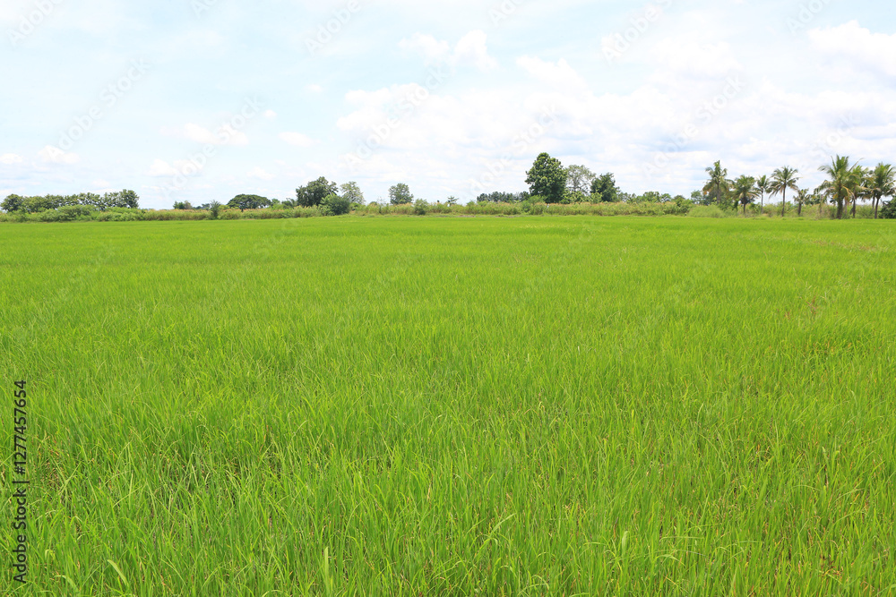 Fototapeta premium Agriculture green young rice field background in Thailand.