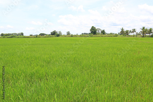 Agriculture green young rice field background in Thailand.