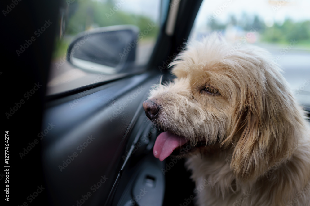 A dog sitting in a car and looking at outside of a car. Traveling and pet lover concept. A dog sitting in a car and looking at outside of a car. Traveling and pet lover concept.