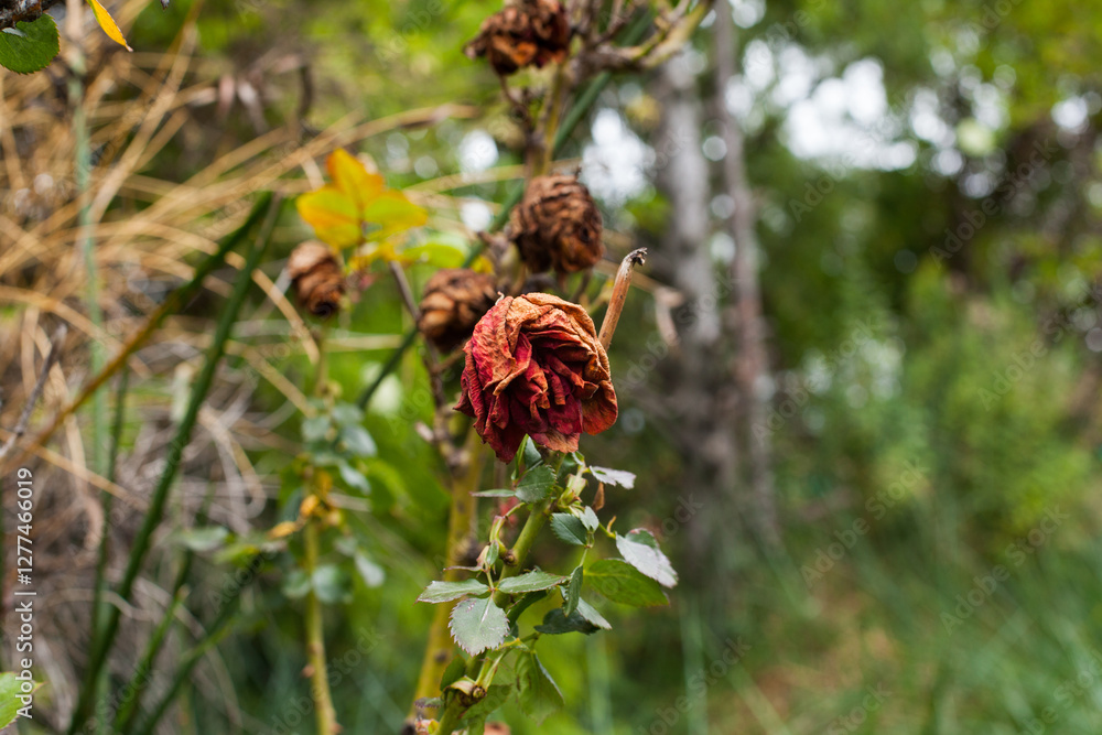 Photograph of dried and wilted roses in their natural habitat. Photograph of dried and wilted roses in their natural habitat.