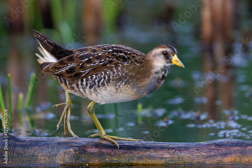Sora (Porzana carolina) walking along a log in a marsh - Huron County, Ontario