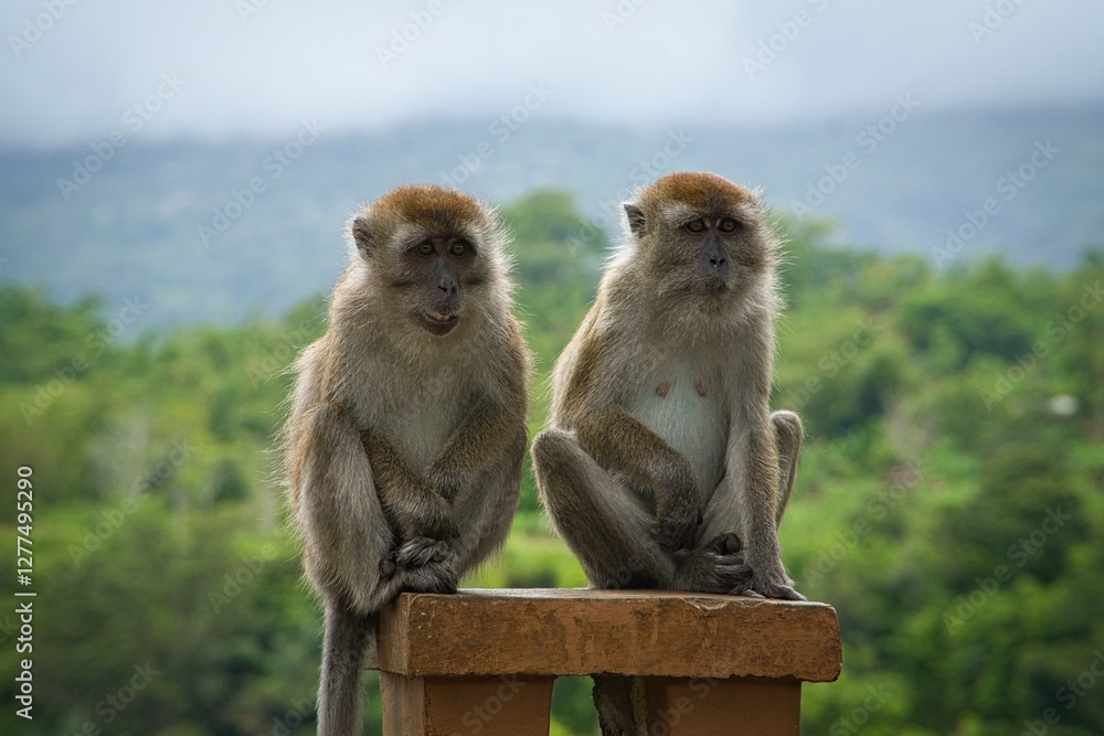 Fototapeta premium Monkeys