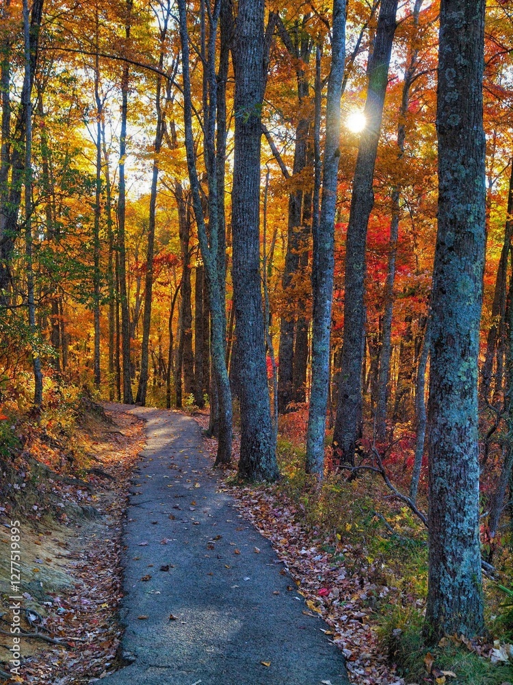 Obraz premium Morning Hiking Trail