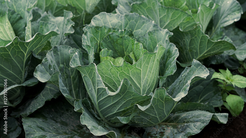 close up of a cabbage field. view of a cabbage field close up of a cabbage field. view of a cabbage field