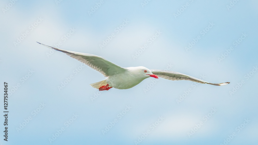 Fototapeta premium Seagull in flight in the early afternoon light blue sky
