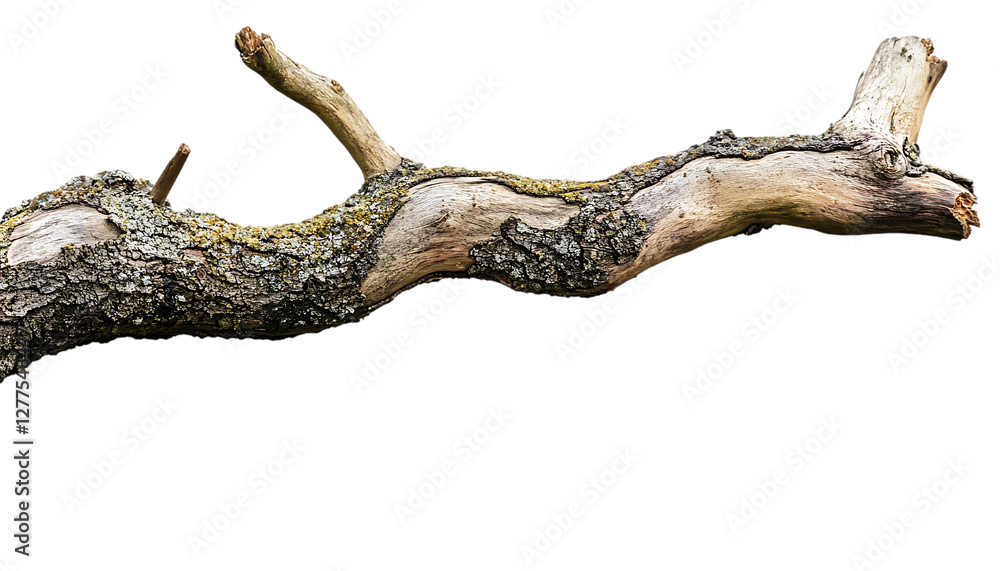 Isolated dry branch, natural texture, outdoors, neutral background. Possible use nature, environment, design element Isolated dry branch, natural texture, outdoors, neutral background. Possible use nature, environment, design element