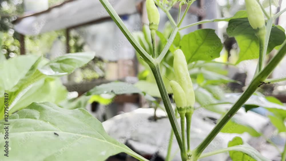 Close-up of Young White Chili Peppers Growing on a Plant Close-up of Young White Chili Peppers Growing on a Plant