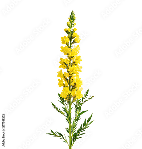A tall spike of vibrant yellow flowers with lush green leaves isolated on white background perfect for floral compositions and botanical designs.