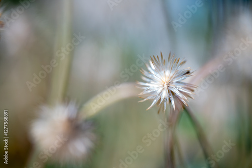 Dreamy dandelion macro.  Asclepias syriaca, commonly called common milkweed, butterfly flower. dandelion in the field close-up photo