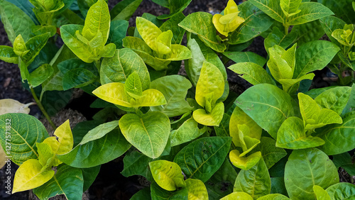 Closeup of Fresh Lush Green Leaves Known as Carruthers