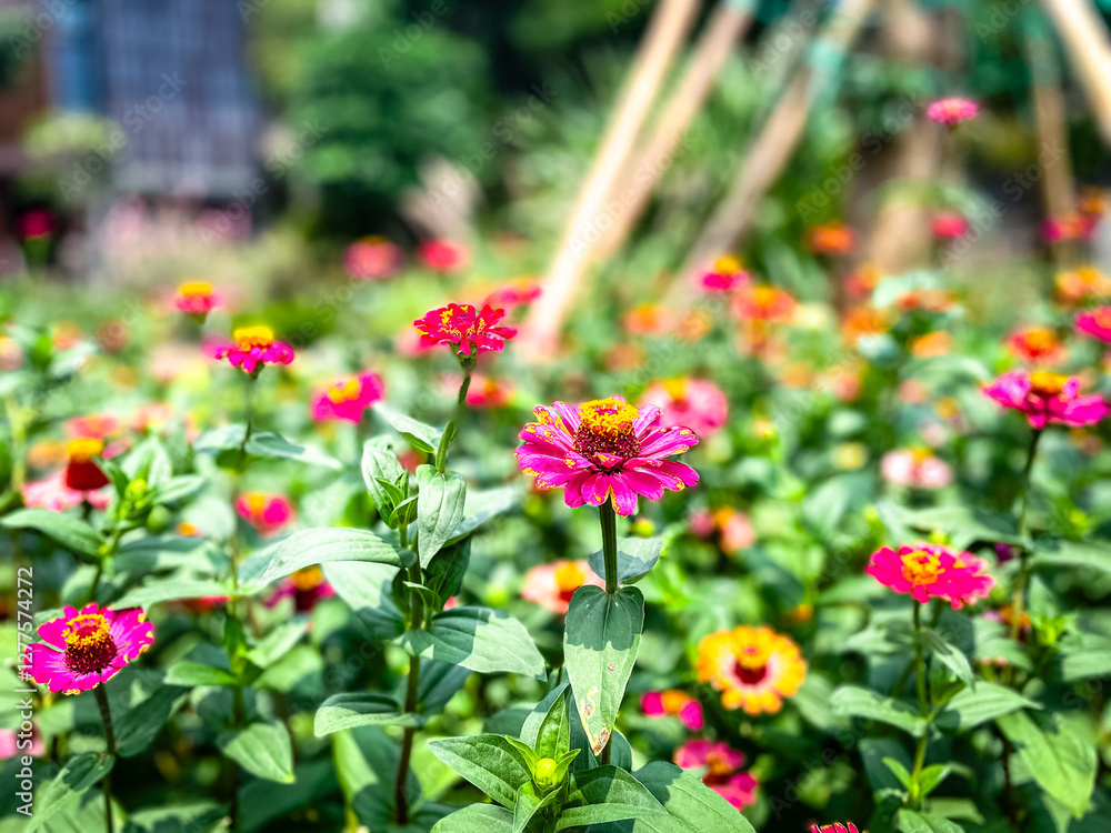 selectively focus on red, yellow and purple zinnia flowers selectively focus on red, yellow and purple zinnia flowers