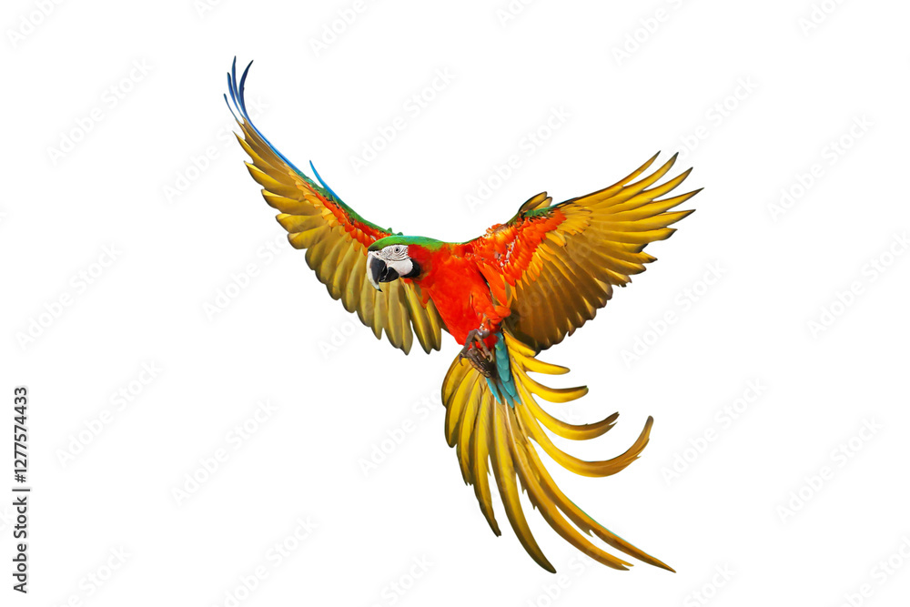 Fototapeta premium Colorful flying Harlequin Macaw parrot isolated on transparent background png file